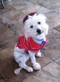 2 year old mini white male poodle, great with dogs of all sizes and children of all energy's. This cool little guy weighs only 11 lbs.