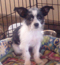 8 week neutered male border collie terrier super playful, fun and cuddly. KITTY LITTER TRAINED!