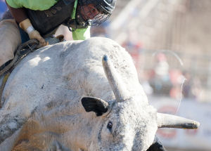 Bull riding is the most dangerous event at the rodeo.
