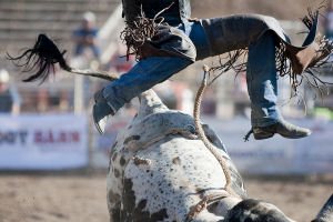 One of the bulls ejects his rider during the bull riding event.