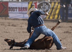 Tie down roping is another crowd favorite
