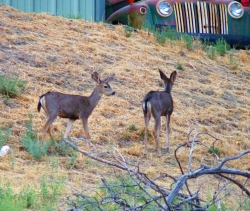 Deer, such as these in Julian, are the mountain lion's primary prey.