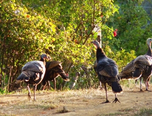 Wild turkeys in Julian