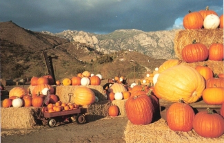 Oma's Pumpkin Patch