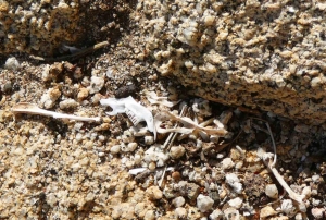 Bonepile left by feasting eagles