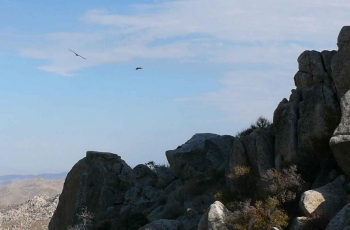 Newly discovered pair of eagles