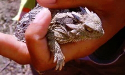 Horned lizard relocated by SDG&E crew; some other threatened species however were found dead.